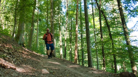 Wandern im Pfälzerwald: Einsamer Wanderer läuft über einen Waldweg und ist umgeben von Bäumen.