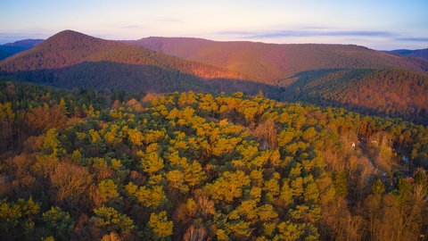 Wanderung im Pfälzerwald: Sonnenaufgang über dem Wald