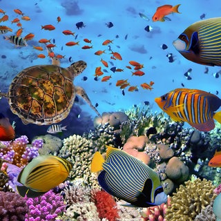 verschiedene Fische und Schildkröten unter Wasser