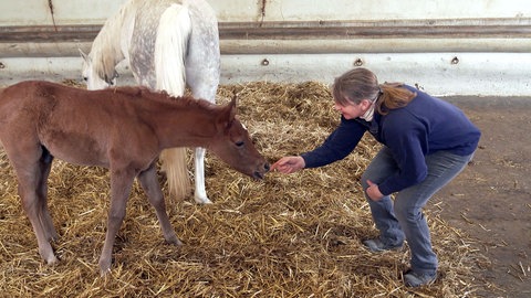 Eine Frau füttert ein Fohlen im Stall des Haupt- und Landgestüts Marbach.