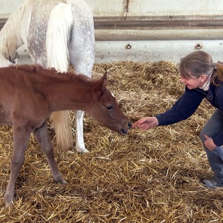 Eine Frau füttert ein Fohlen im Stall des Haupt- und Landgestüts Marbach.