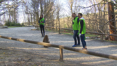 Hobby-Forscher des Affenbergs füttern einen Affen im Tierpark.