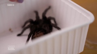 Anke liebt ihre 40 Vogelspinnen