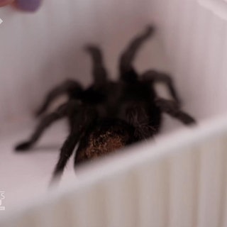 Anke liebt ihre 40 Vogelspinnen