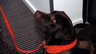 Hund Willy ist Profi im Erschnüffeln von Bettwanzen.