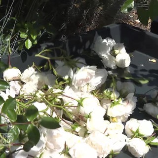 Blütentraum in Sipplingen