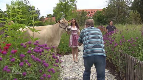 Braunviehköniginnen-Fotoshooting
