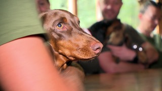 Die Dackelfreunde Esslingen treffen sich mit ihren Dackeln zum Stammtisch