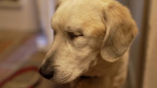 Blinder Hund ohne Augen