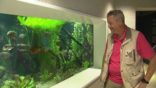 Der Tierpfleger, John-Peck Wittner, betrachtet ein großes Aquarium mit mehreren Fischen im Luisenpark Mannheim.