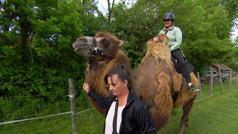 Kameltour in Weil im Schönbuch