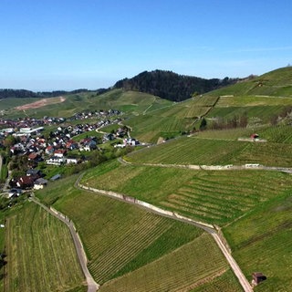 Schnapsbrunnenweg in Kappelrodeck: Der Wanderweg führt durch die Weinberge