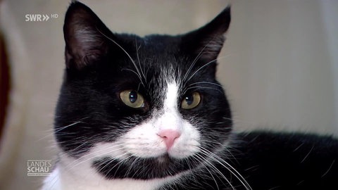 Katze "Elsa"