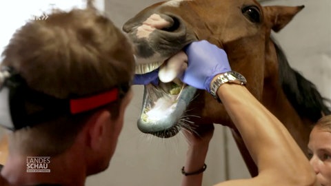 Ein Pferd bei der Untersuchung