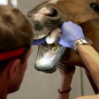 Ein Pferd bei der Untersuchung