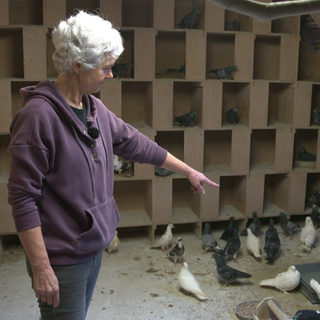 Gabi zeigt im Taubenschlag auf Tauben