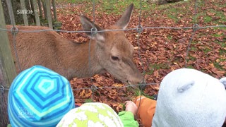 Hirschkuh wird von Kindern gefüttert