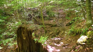 Ein Ausflug zu der Tobelschlucht