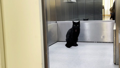 Kater Smokey fährt in einem Seniorenheim in Stuttgart Aufzug.