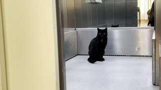 Kater Smokey fährt in einem Seniorenheim in Stuttgart Aufzug.