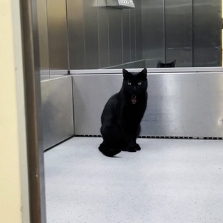 Kater Smokey fährt in einem Seniorenheim in Stuttgart Aufzug.