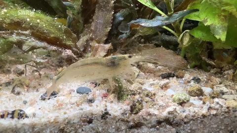 Ein Herz für Fische