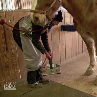 Tierärzte röntgen das Bein eines Pferdes