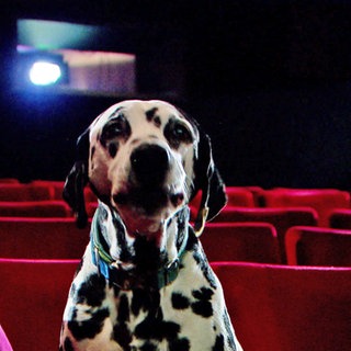 Hund sitzt mit Frau im Kino. Dalmatiner Connor aus Dietenheim spielt in dem aktuellen Kinofilm "Cranko" den Hund und stetigen Begleiter der Titelfigur John Cranko. 