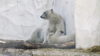 Eisbär- baby Mika und seine Mutter