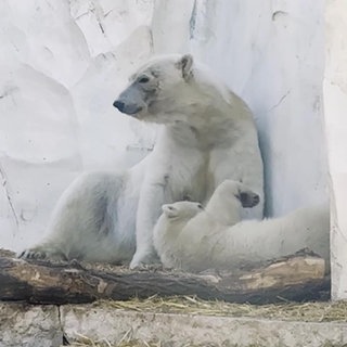 Eisbär- baby Mika und seine Mutter