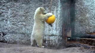 Eisbär-Baby Mika spielt mit einem Ball im Eisbärgehege des Karlsruher Zoos.