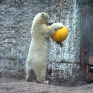 Eisbär-Baby Mika spielt mit einem Ball im Eisbärgehege des Karlsruher Zoos.
