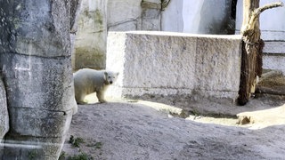 Eisbär Mika steht in seinem Gehege im Karlsruher Zoo.