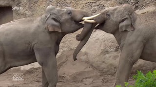 Zwei Elefanten im Heidelberger Zoo rangeln miteinander