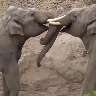 Zwei Elefanten im Heidelberger Zoo rangeln miteinander