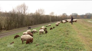 Schafe auf der Wiese