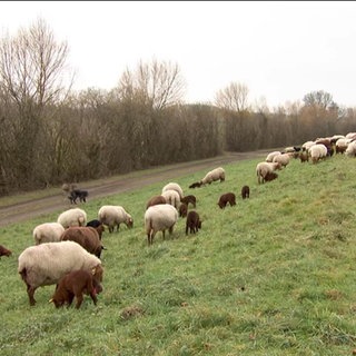 Schafe auf der Wiese