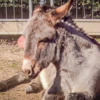 Eselparadies in Mühlhausen