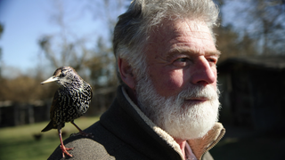 Falkner mit Wildvogel Fips