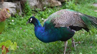 Pfau Olaf spaziert durch den Friedhof