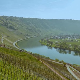 Blick auf die Mosel vom Moselsteig