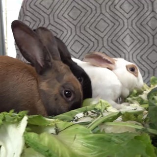 Kaninchen beim Essen