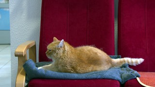 Kater Anton liegt auf einem roten Sessel im Seniorenheim in Leinfelden.