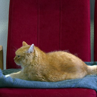 Kater Anton liegt auf einem roten Sessel im Seniorenheim in Leinfelden.
