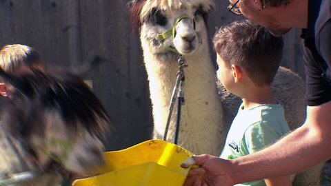 Ein Junge feiert Kindergeburtstag auf einem Bauernhof in Blansingen. Er steht neben einem Alpaka.