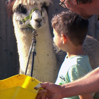 Ein Junge feiert Kindergeburtstag auf einem Bauernhof in Blansingen. Er steht neben einem Alpaka.
