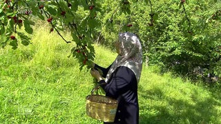 Frau pflügt Kirschen vom Baum