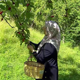 Frau pflügt Kirschen vom Baum
