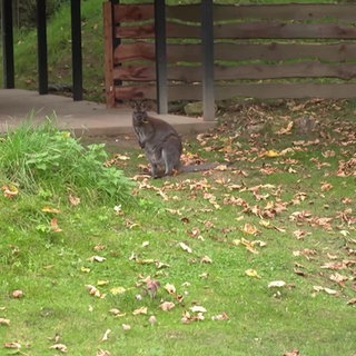 Kängeru im Tiergarten