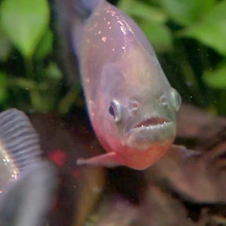Piranha